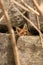 Red Fox Mother at Den Site