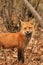 Red Fox Mother at Den Site