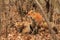 Red Fox Mother and her Baby Kits