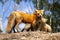 Red Fox Mother and Kits