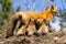 Red Fox Mother Nursing Kits