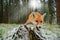 Red fox in the nature forest habitat wide angle lens picture. Animal with tree trunk with first snow. Vulpes vulpes, in green