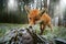 Red fox in the nature forest habitat wide angle lens picture. Animal with tree trunk with first snow. Vulpes vulpes, in green fore