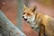 Red fox with open mouth in forest in autumn nature