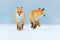 Red fox pair playing in the snow. Funny moment in nature. Winter scene with orange fur wild animal. Red Fox in snow winter, Wildli