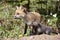 Red fox parent with kits