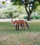 Red fox in a peaceful grassy landscape.