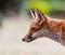 Red fox in a peaceful grassy landscape.