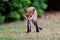 Red fox in a peaceful grassy landscape.