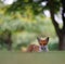 Red fox in a peaceful grassy landscape.