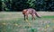 Red fox in a peaceful grassy landscape.