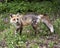 Red Fox Photo. Fox Image. Side view with foliage background and foreground displaying bushy tail, springtime fur in its