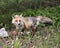 Red Fox Photo. Fox Image. Side view with foliage background and foreground displaying bushy tail, springtime fur in its