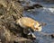 Red Fox Photo Stock. Fox Image.  Close-up by the river in the springtime with blur water and foliage background in its environment