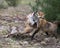 Red Fox Photo Stock. Fox Image. Foxes trotting, playing, fighting, revelry, interacting with a behaviour of conflict in their