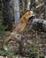 Red Fox Photo Stock. Fox Image. Jumping on a log in the forest with blur forest background in its environment and habitat. Picture