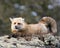 Red Fox Photo Stock. Fox Image. Lying down on a moss rock with blur background displaying fox fur, bushy tail  in its environment