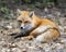 Red Fox Photo Stock. Fox Image. Resting with a close-up view in the spring season with blur forest background in its environment