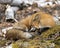 Red Fox Photo Stock. Fox Image. Resting on moss with a blur background in the spring season displaying fox tail, fur, in its
