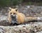 Red Fox Photo Stock. Fox Image. Resting on white moss with a blur background in the spring season displaying fox tail, fur, in its