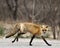 Red Fox Photo Stock. Fox Image.  Running and looking at camera with a blur background, displaying black paw, bushy tail, fur,
