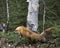 Red Fox Photo Stock. Fox Image. Running over spruce branches in the spring season displaying fox tail, fur, in its environment and