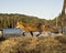 Red Fox Photo Stock. Fox Image. Running with side view and with a water and forest background landscape in the springtime  in its