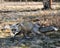 Red Fox Photo Stock. Fox Image. Running on white moss in the spring season displaying fox tail, fur, in its environment and