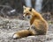 Red Fox Photo Stock. Fox Image. Sitting with back view displaying fox tail, fur, in its environment and habitat with a blur