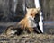 Red Fox Photo Stock. Fox Image. Sitting with a blur background in the springtime  in its environment and habitat displaying bushy