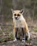 Red Fox Photo Stock. Fox Image. Sitting in the spring season with blur background and displaying white marks on paws and fur in