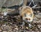 Red Fox Photo Stock. Fox Image. Unique fox close-up profile front view and looking at camera in the spring season in its