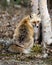 Red Fox Photo Stock. Fox Image. Unique fox close-up profile rear view by a birch tree  in the spring season in its environment and