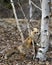 Red Fox Photo Stock. Fox Image. Unique fox close-up standing by a birch in the spring season in its environment and habitat with