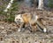 Red Fox Photo Stock. Unique fox close-up profile side view  in the spring season in its environment and habitat with blur forest