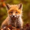 Red fox portrait, Cute little red fox, Vulpes vulpes
