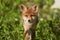 Red Fox Portrait Vulpes Vulpes Evening Sun