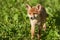 Red Fox Portrait Vulpes Vulpes Evening Sun