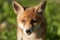 Red Fox Portrait Vulpes Vulpes Evening Sun