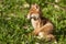 Red Fox Portrait Vulpes Vulpes Evening Sun