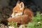 Red Fox Portrait Vulpes Vulpes Evening Sun