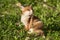 Red Fox Portrait Vulpes Vulpes Evening Sun