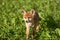 Red Fox Portrait Vulpes Vulpes Evening Sun