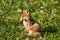 Red Fox Portrait Vulpes Vulpes Evening Sun