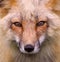 Red Fox Portrait (wild)