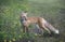 Red Fox Poses For Camera