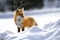 Red Fox Poses in Snow