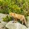 Red fox posing on a boulder to photograph.