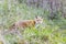 Red Fox posing in the grass. Bombay Hook National Wildlife Refuge. Delaware. USA