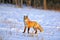 Red Fox in prime winter coat hunting in snowy field on late winter day.